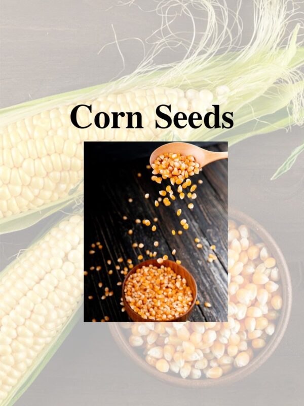 Corn Seeds